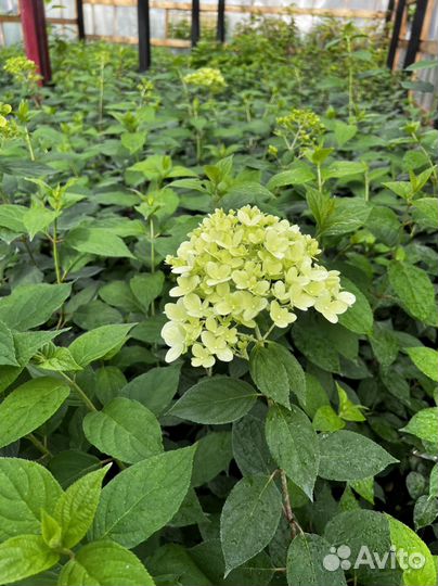 Гортензия лайм лайт