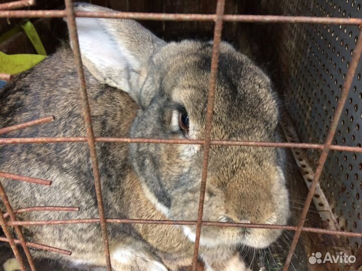 Кролики мясные