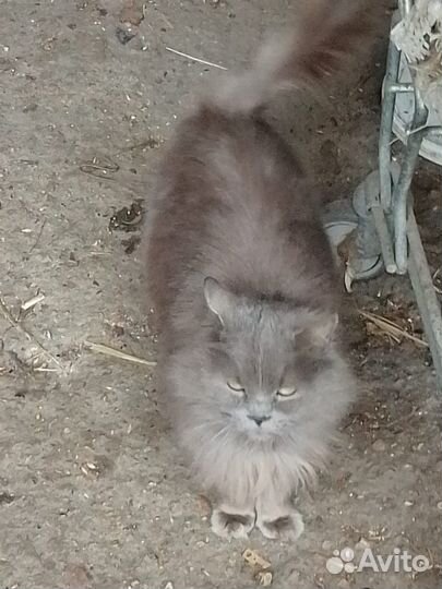 Кошки в добрые руки