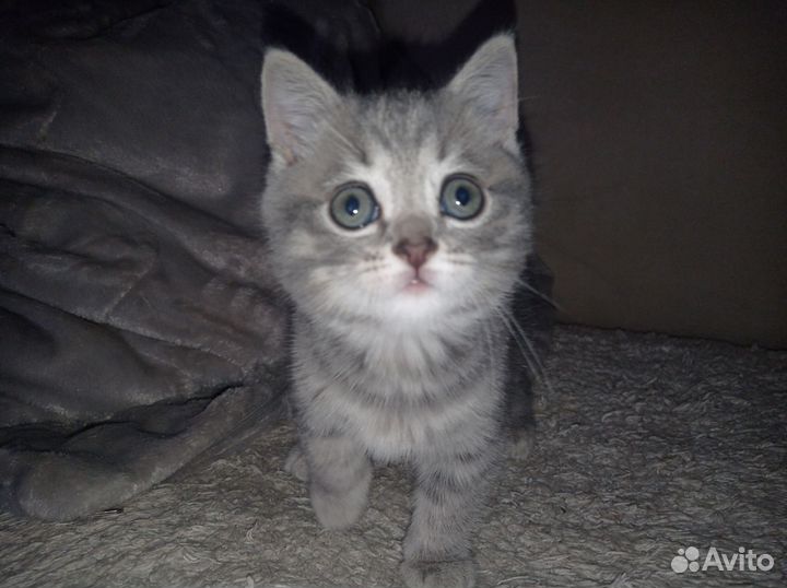 Британский котëнок