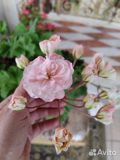 Пеларгонии сортовые