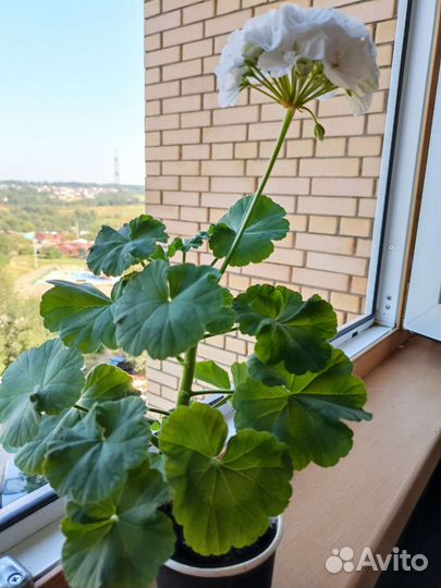 Герань пеларгония белая, красная