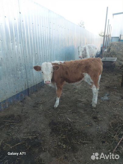 Бычки сементалы