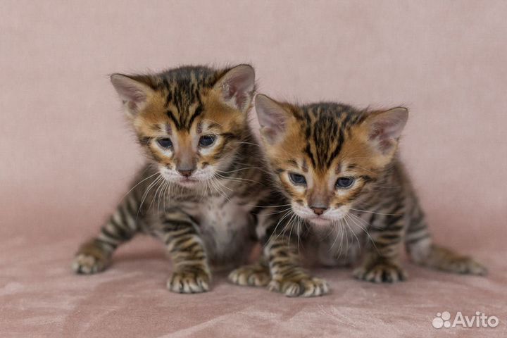Тойгер котята
