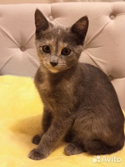 Котята русская голубая в добрые руки