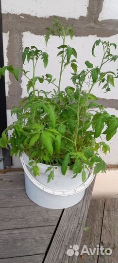 Рассада томатов