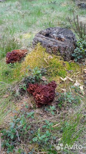 Грибы свежие сморчки и строчки