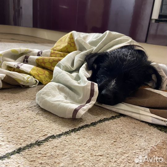 Собака в добрые руки щенок мальчик