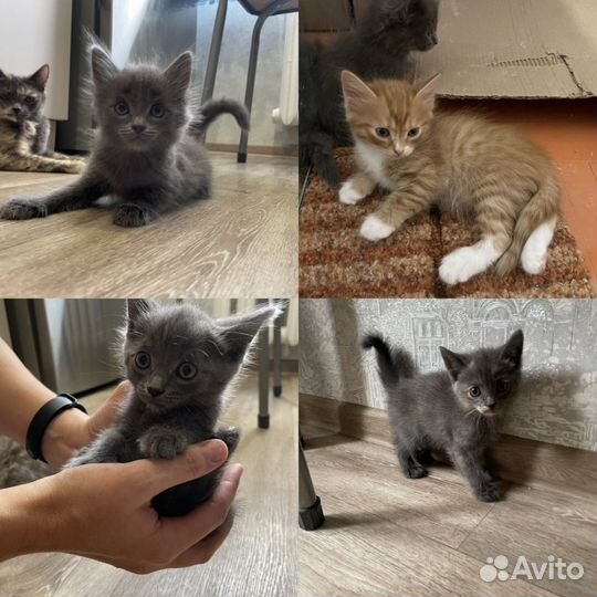 Прелестные котята в добрые руки