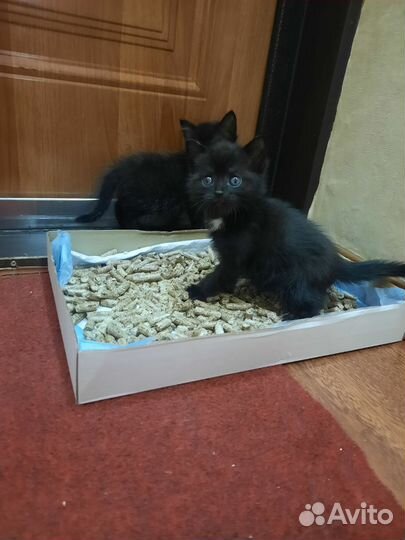Котенок бесплатно