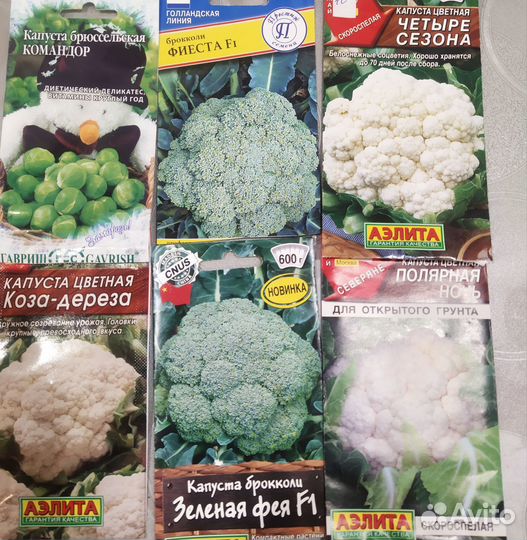 Рассада капусты