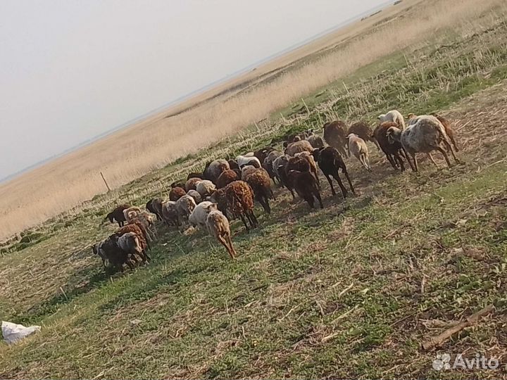 Продам барана овец