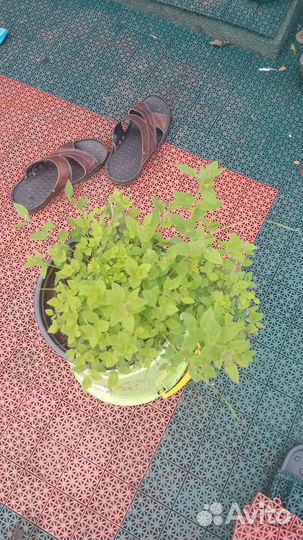 Спирея разных видов