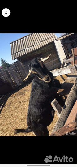 Козы с козлятами, козёл