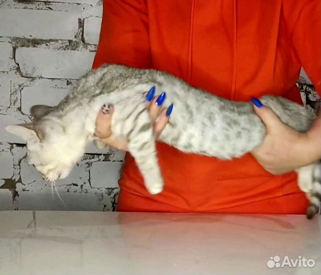 Манчкин коротколапый