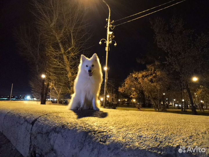 Японский шпиц вязка
