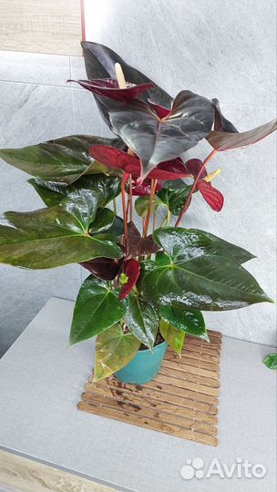 Антуриум деликата