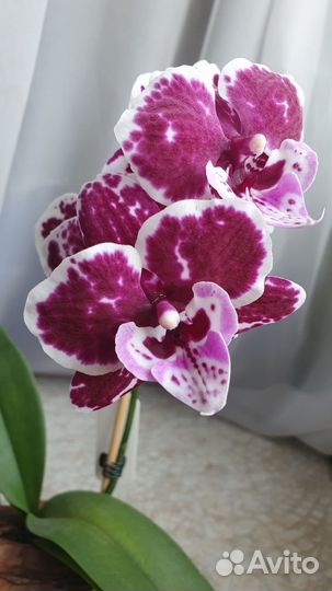 Орхидея фаленопсис биг лип