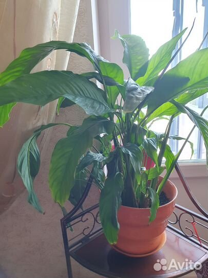 Спатифиллум