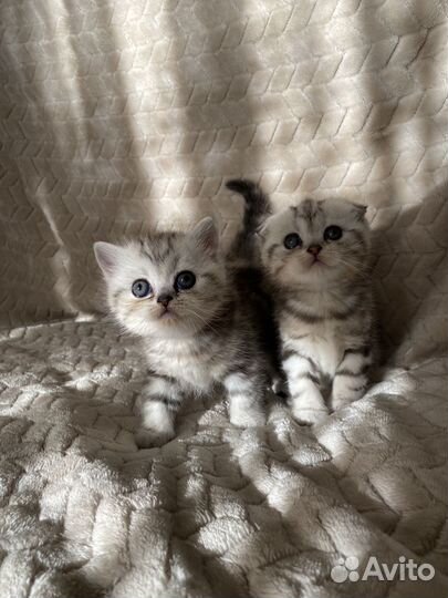Шотландский котенок