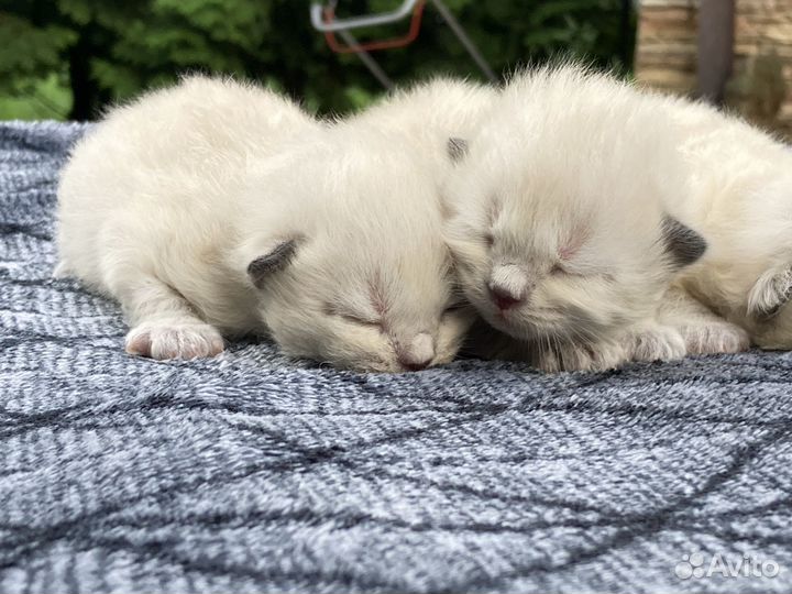 Котята Невской Маскарадной