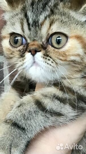 Экзотическая кошечка 3мес