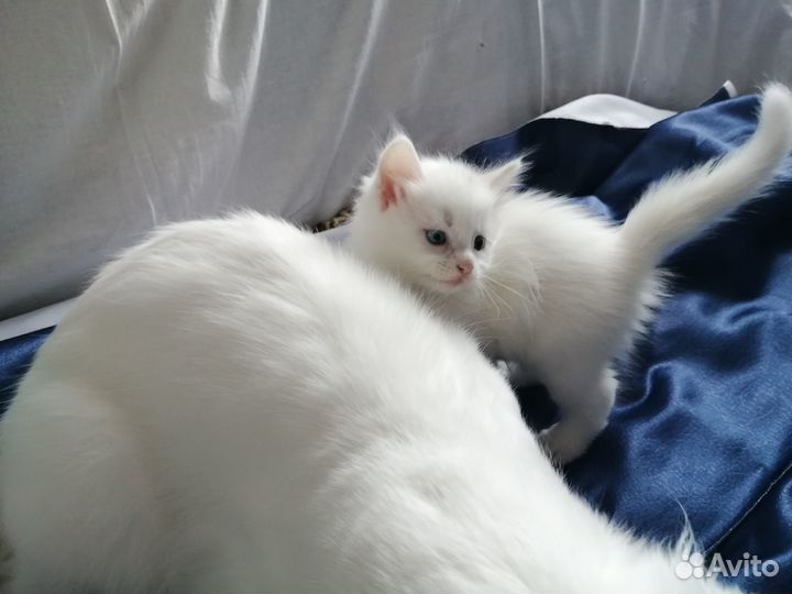 Белые пушки