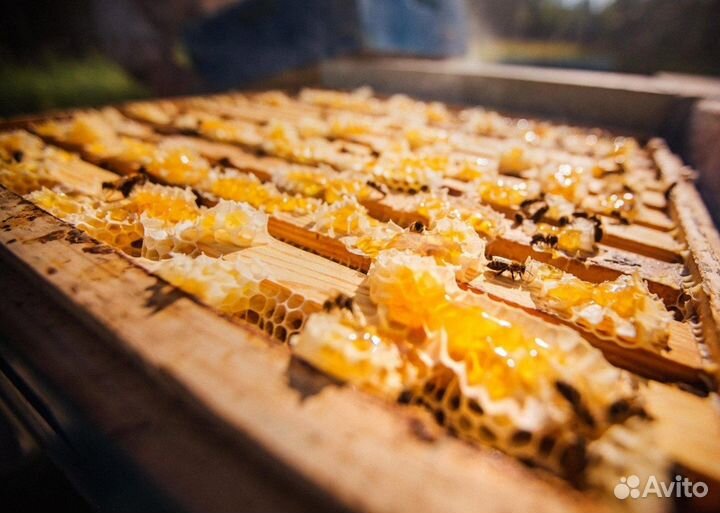 2024 Мед натуральный с Алтая опт