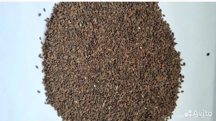 Семена фацелии