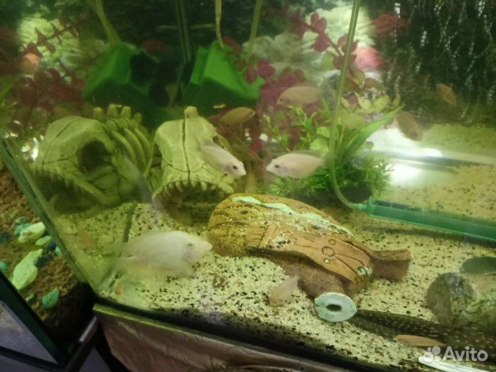 Мальки платинового попугая