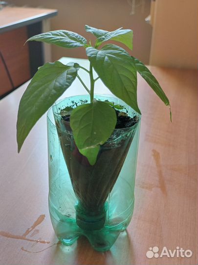 Перец острый комнатный сорт 