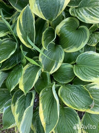 Хоста Спирея Лилейник зкс