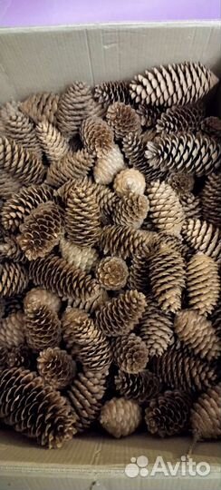 Шишки еловые