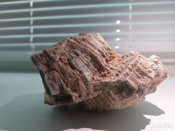 Окаменелая губка Хететес