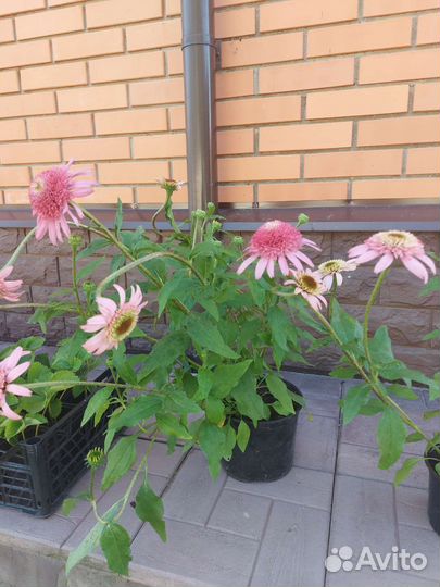 Эхинацея махровая пурпурная