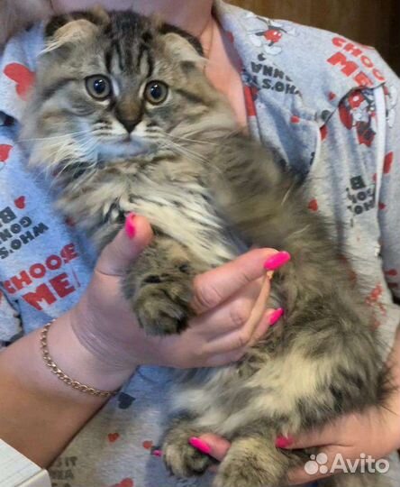 Котик в добрые руки