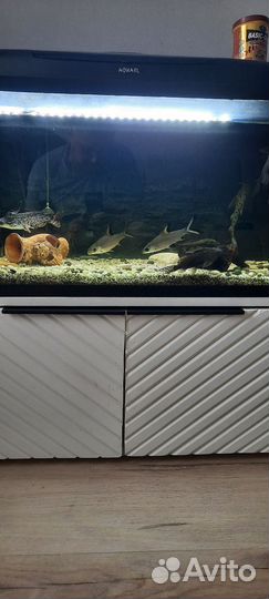Аквариум с рыбками