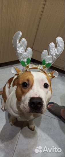 Амстафф вязка