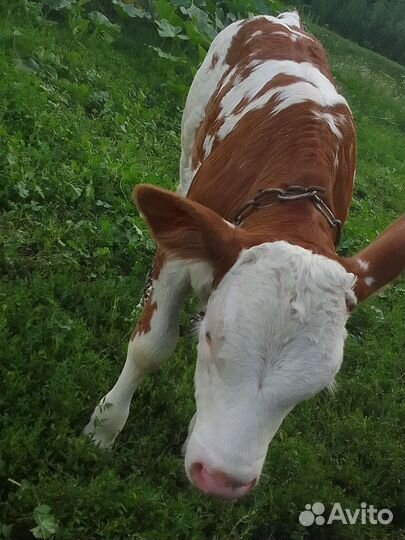 Продам телочку