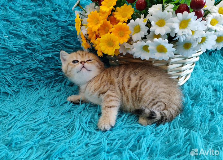 Шотландские котята