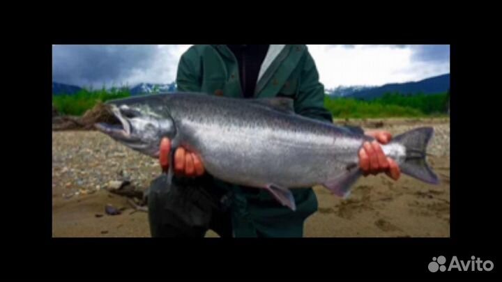 Рыба красная чавыча