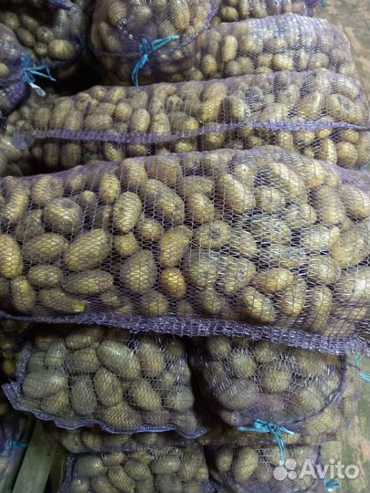 Средний картофель