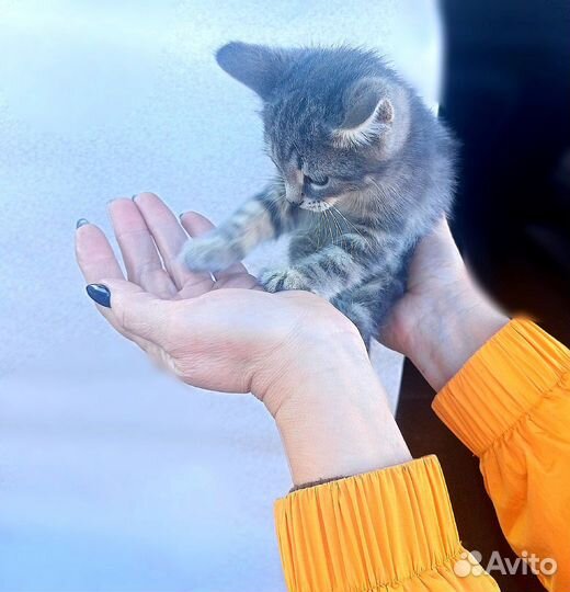 Красивая котя