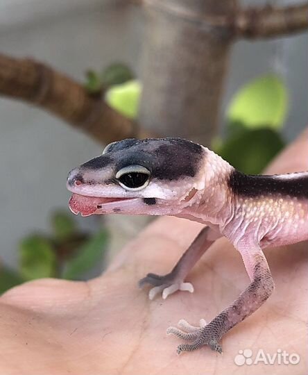 Гекконы эублефары