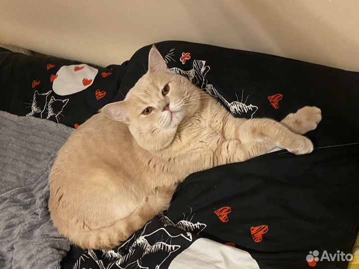 Вязка с шотландцем