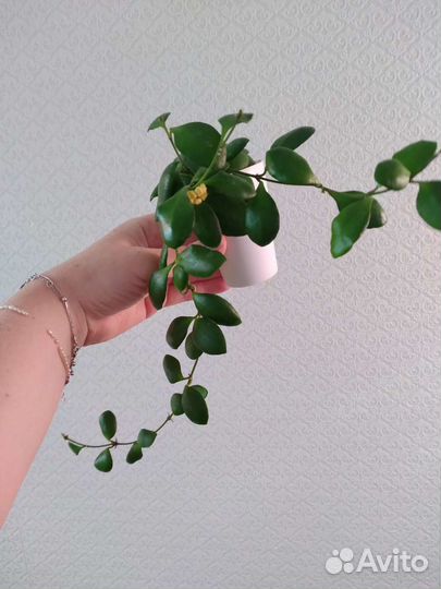Хойи разные ч.2