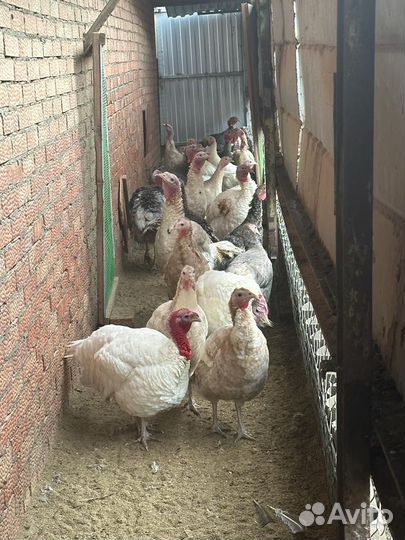 Куры несушки