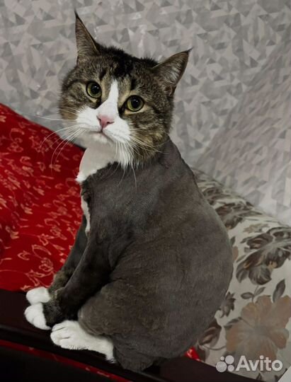 Новинка Стрижка (груминг) кошек с выездом на дом