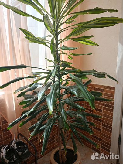 Комнатные цветы