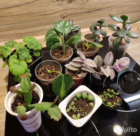 Укорененные отростки комнатных растений